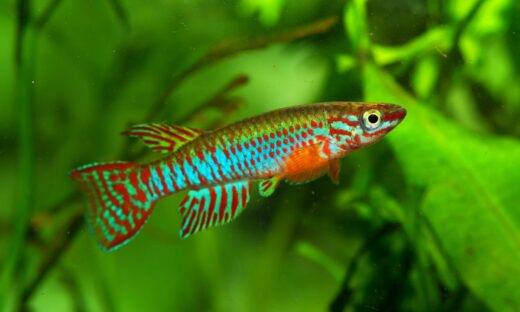 Il cervello invecchia perché si inceppa. Lo svela un piccolo pesce
