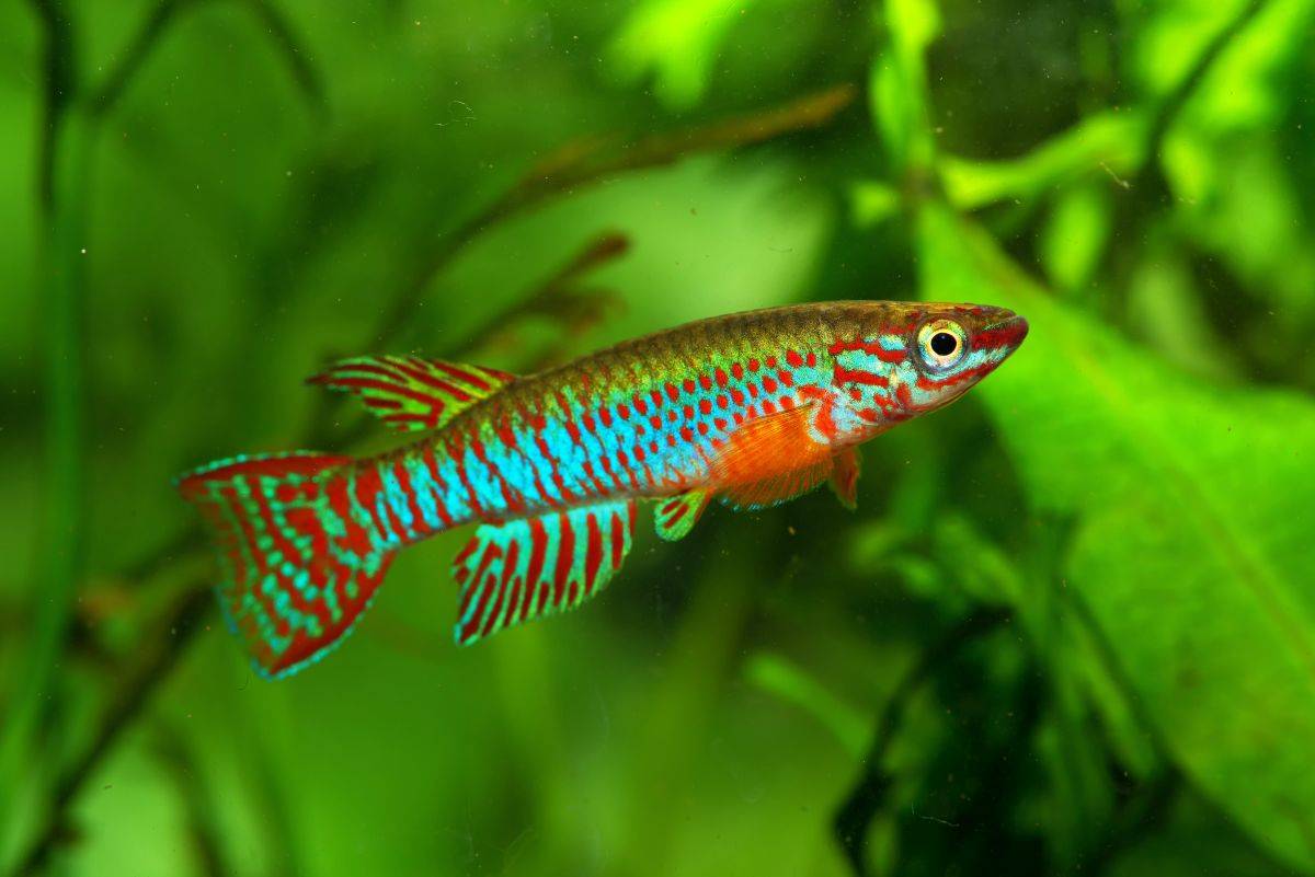Il cervello invecchia perché si inceppa. Lo svela un piccolo pesce
