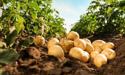 La patata? E' nata dall’amore tra un pomodoro e una pianta selvatica