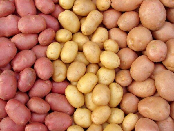 patata
