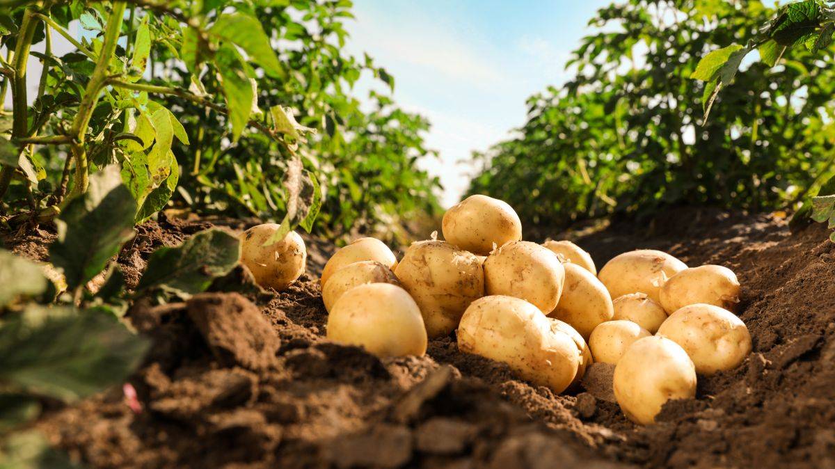 La patata? E' nata dall’amore tra un pomodoro e una pianta selvatica