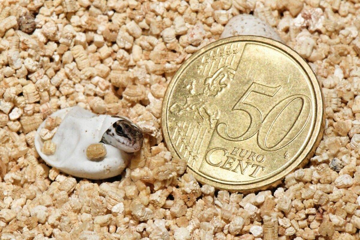 Miracolo al Bioparco: la lucertola delle Eolie rinasce a Roma