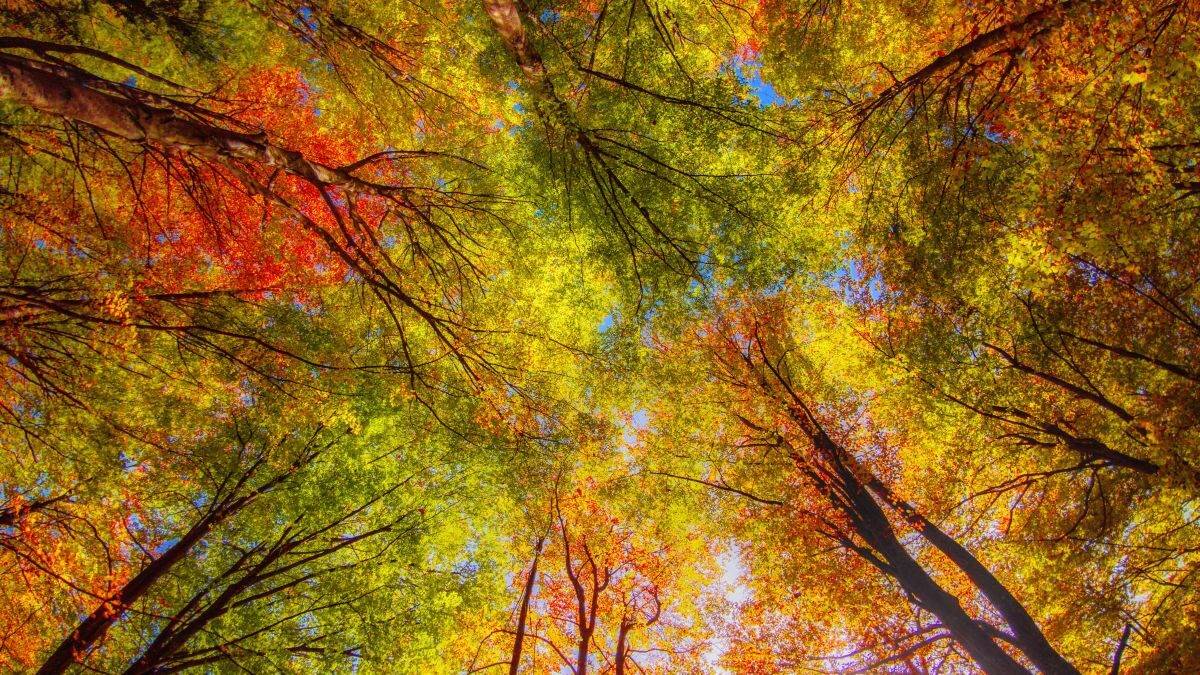 Quando i colori della natura cambiano: è tempo di foliage