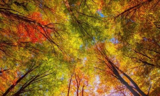 Quando i colori della natura cambiano: è tempo di foliage