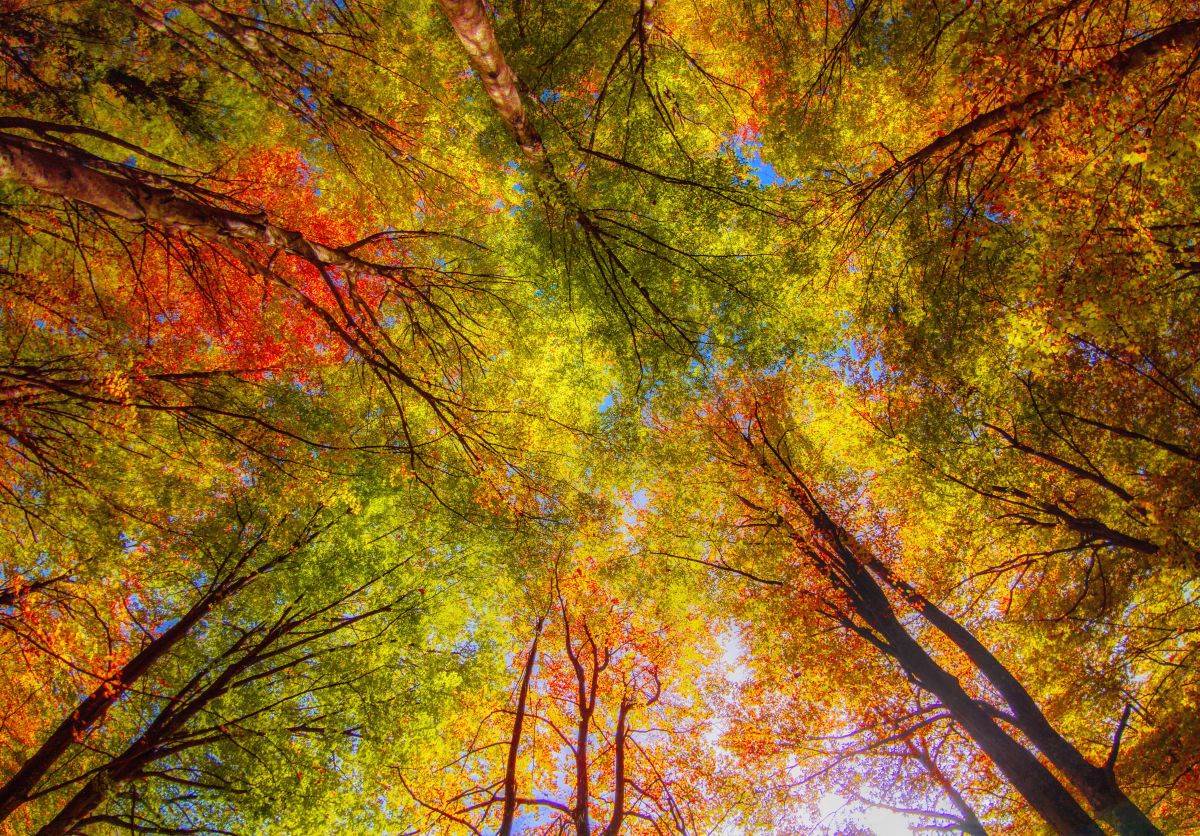 Quando i colori della natura cambiano: è tempo di foliage