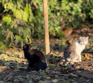 San Giuliano: nasce l’oasi dei gatti di Venezia