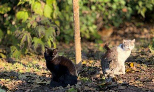 San Giuliano: nasce l’oasi dei gatti di Venezia