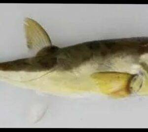 La prima volta del pesce palla dorato a Venezia