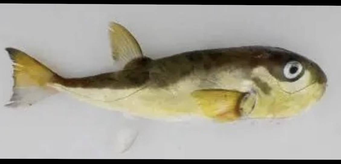 La prima volta del pesce palla dorato a Venezia
