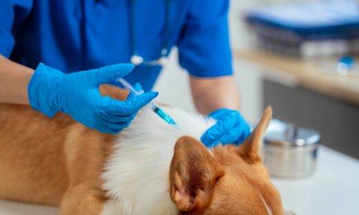 Cani “no vax”: negli Usa aumenta il rischio di rabbia