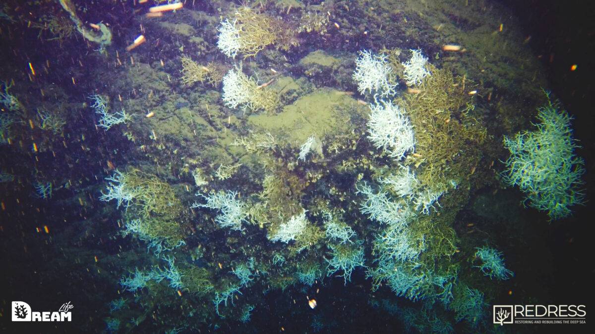 L’eccezionale scoperta: nel Golfo di Napoli, una grande scogliera corallina