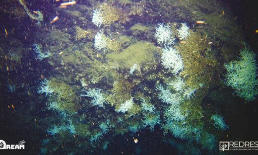 L’eccezionale scoperta: nel Golfo di Napoli, una grande scogliera corallina