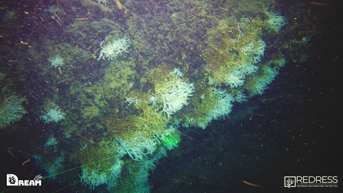 scogliera corallina