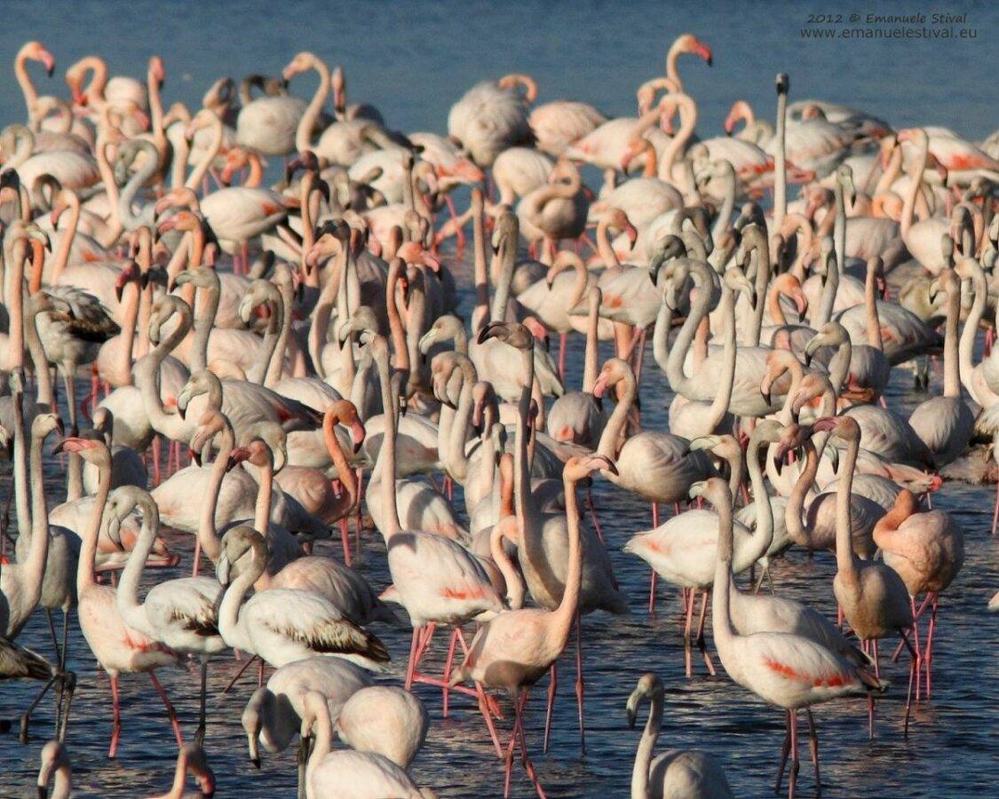 La Certosa di Venezia si ripopola di fenicotteri, al Lido ecco un cigno