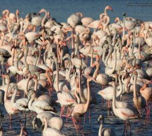La Certosa di Venezia si ripopola di fenicotteri, al Lido ecco un cigno