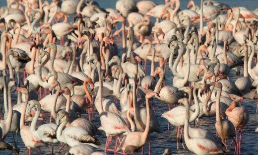 La Certosa di Venezia si ripopola di fenicotteri, al Lido ecco un cigno
