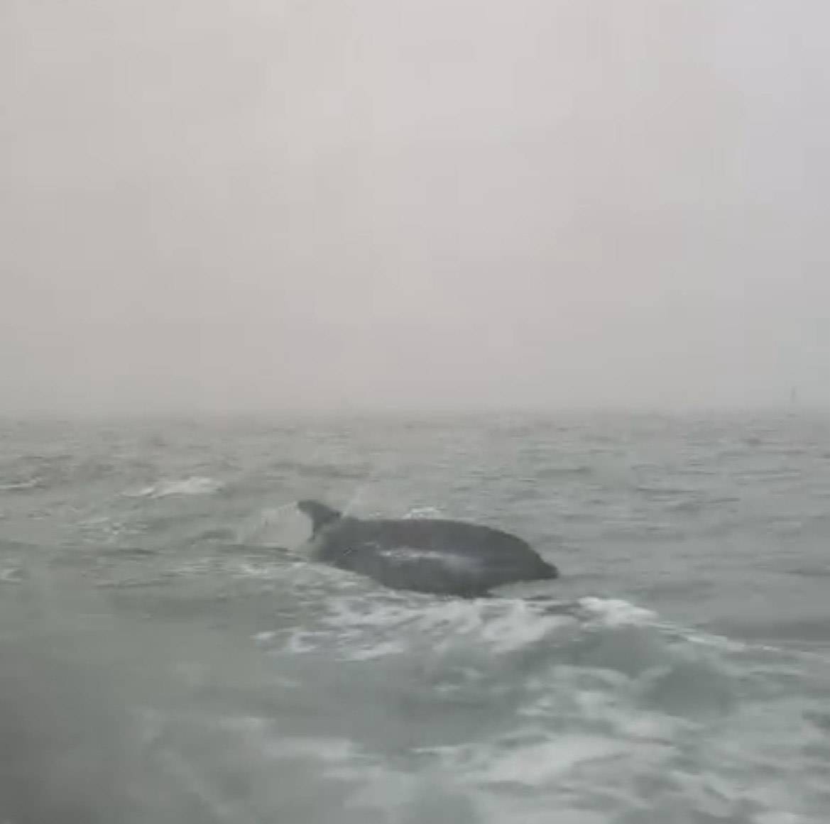 Delfino