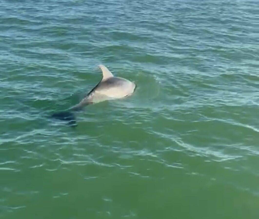 delfino