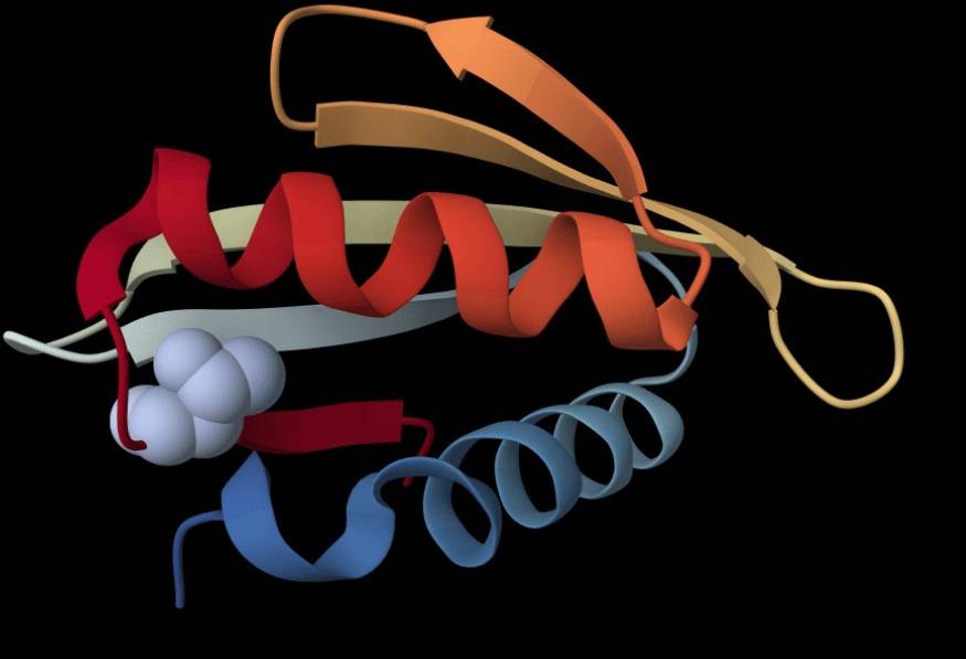 Cancro: scoperto il trucco delle cellule per correggere le proteine