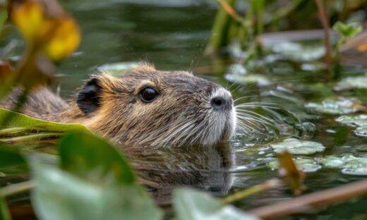 Dal fosso alla forchetta: in Veneto la nutria “Wanted” potrebbe diventare gourmet