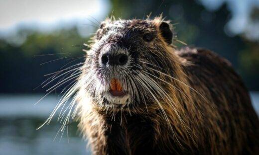 Nutrie “wanted”: in Veneto, “taglia” a 3 euro