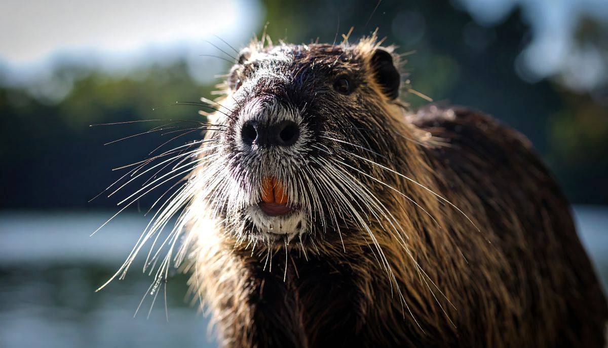 Nutrie “wanted”: in Veneto, “taglia” a 3 euro