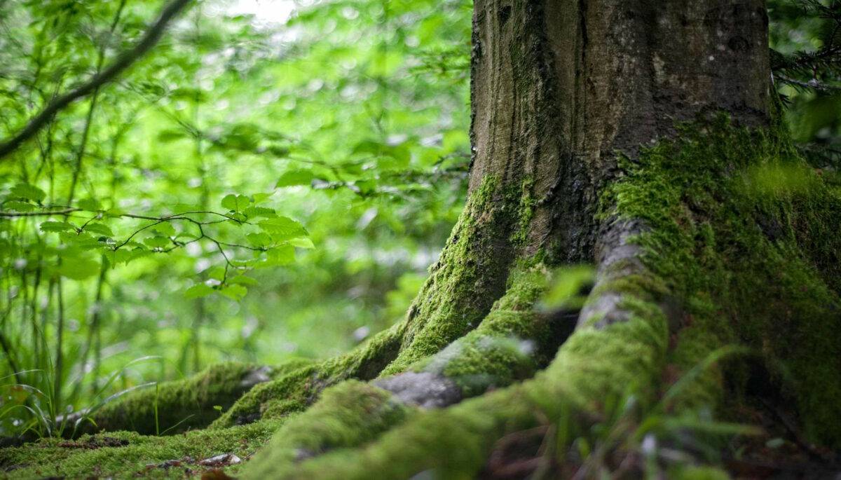 L’Italia che mette radici: nel Veneto 87 mila nuovi alberi per riforestare la pianura