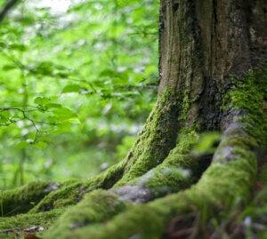 L’Italia che mette radici: nel Veneto 87 mila nuovi alberi per riforestare la pianura