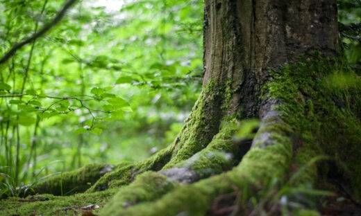 Chioggia e San Biagio di Callalta al top per richieste di “Alberi in pianura”