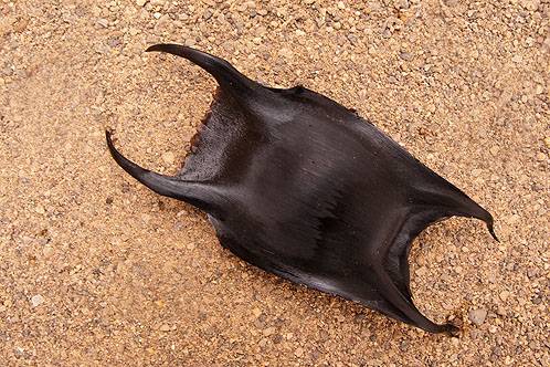 borsellino della sirena