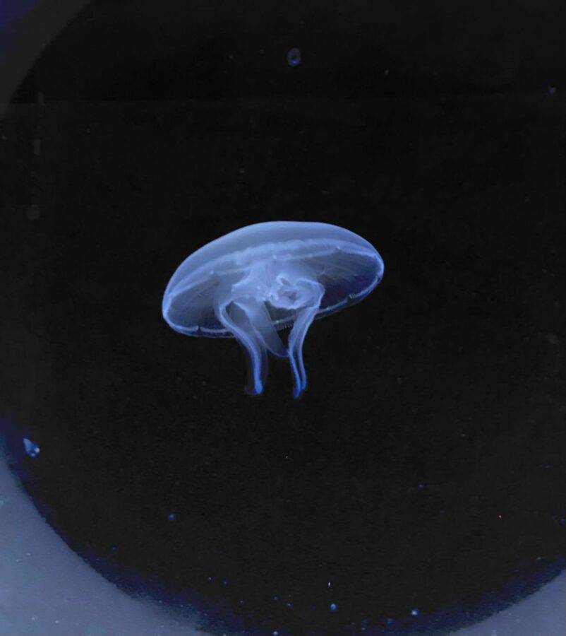 Le meduse insegnano: per memoria e curiosità, non serve il cervello