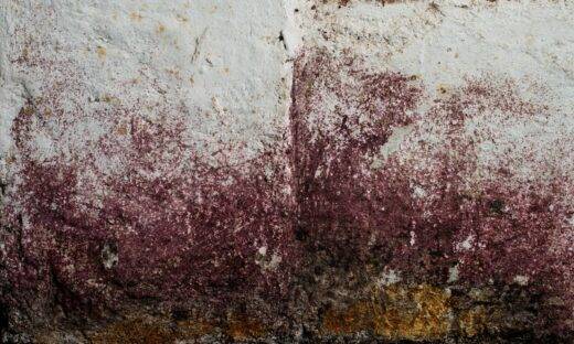 Al Parlamento Europeo si celebrano paesaggio e agricoltura italiana