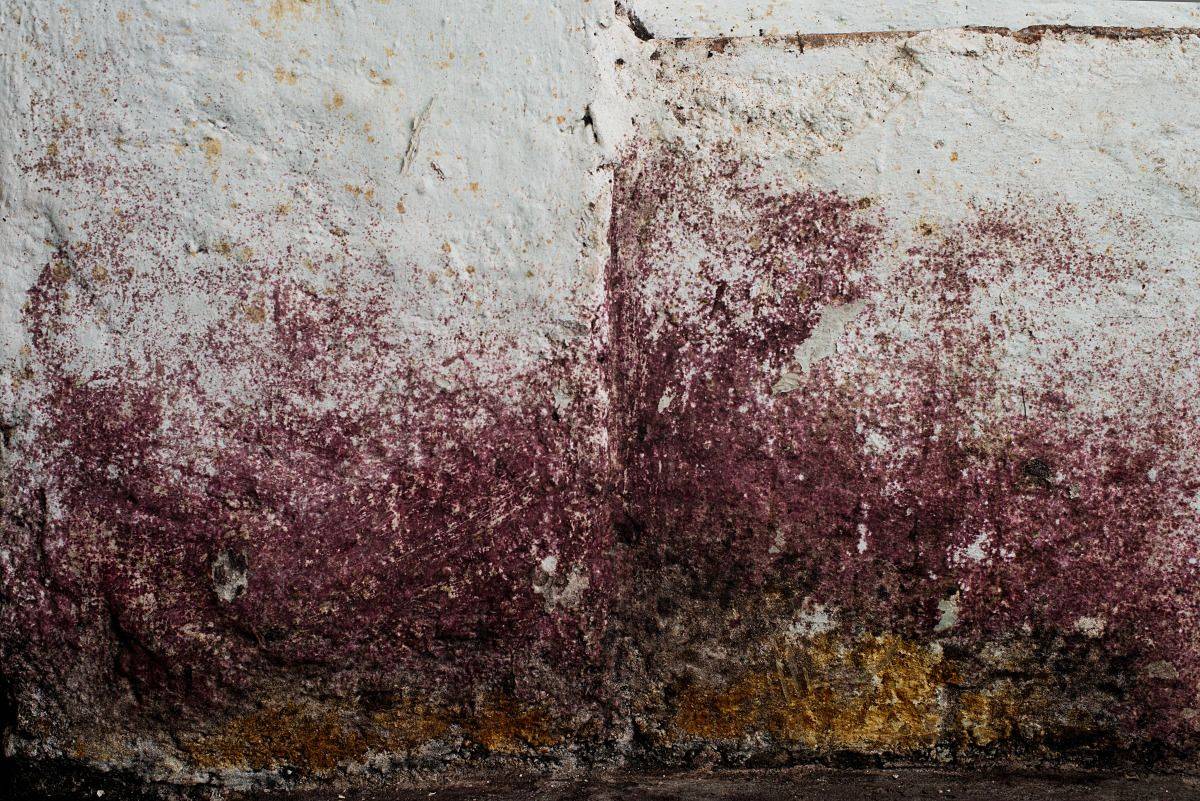 Al Parlamento Europeo si celebrano paesaggio e agricoltura italiana