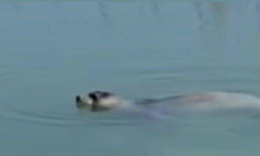 Una Foca Monaca in laguna: lo spettacolo della natura a Venezia