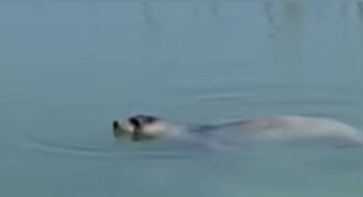 Una Foca Monaca in laguna: lo spettacolo della natura a Venezia