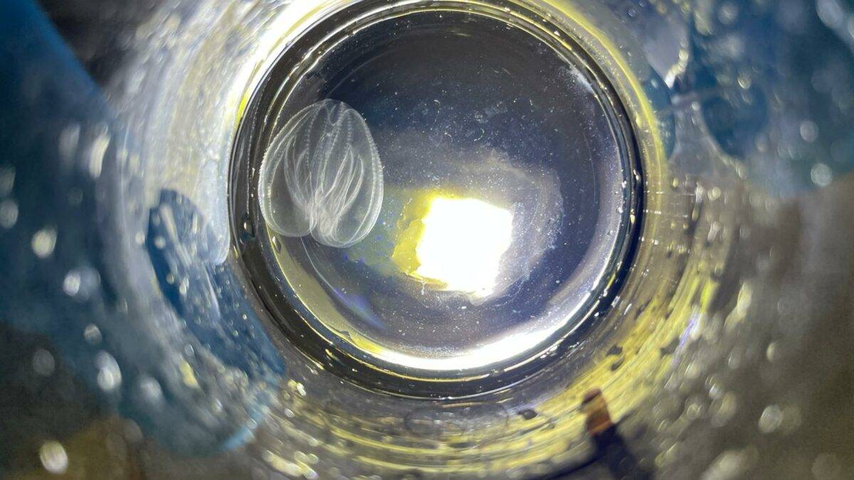 Noce di mare: ecco il nuovo invasore della Laguna di Venezia