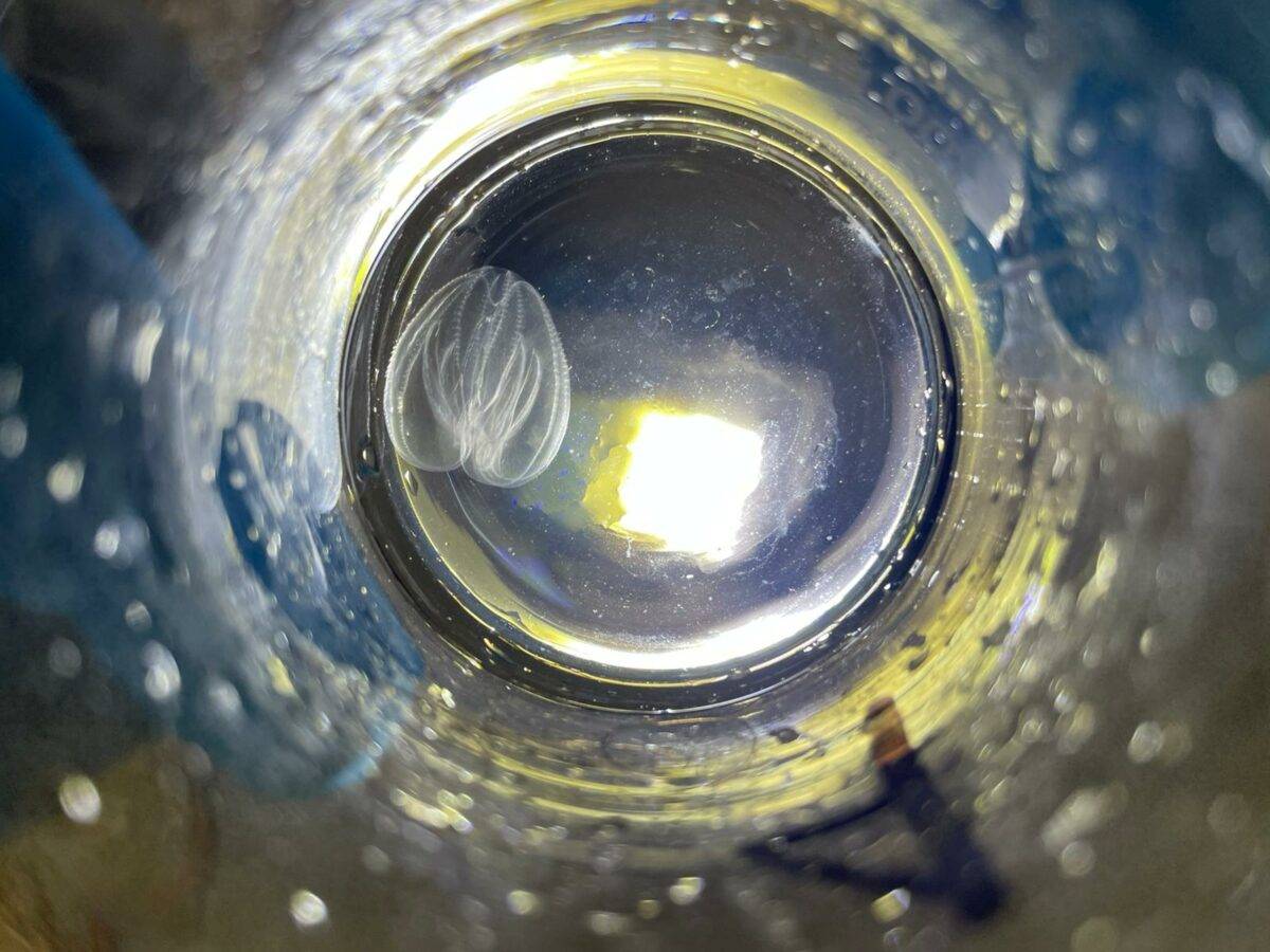 Noce di mare: ecco il nuovo invasore della Laguna di Venezia