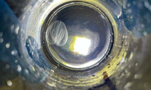 Noce di mare: ecco il nuovo invasore della Laguna di Venezia