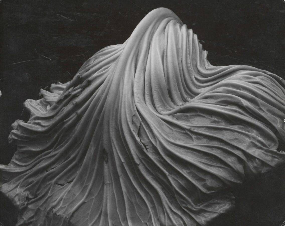 Edward Weston