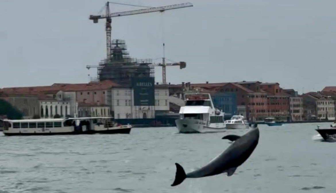 Mimmo, il delfino veneziano, è sotto monitoraggio e sta benissimo
