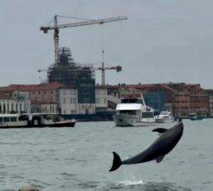Mimmo, il delfino veneziano, è sotto monitoraggio e sta benissimo