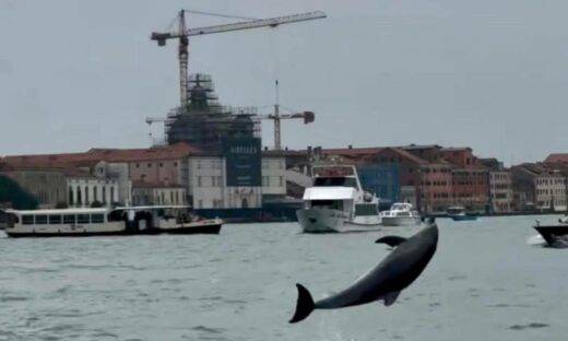 Mimmo, il delfino veneziano, è sotto monitoraggio e sta benissimo