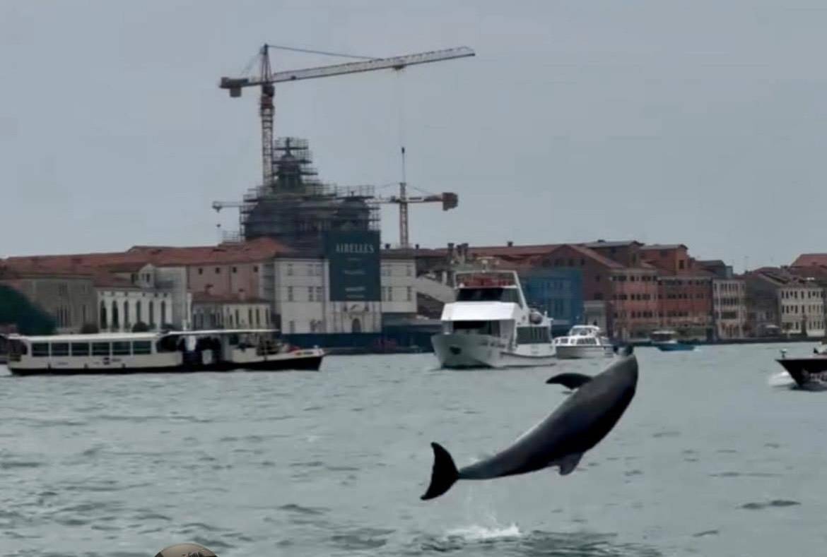 Mimmo, il delfino veneziano, è sotto monitoraggio e sta benissimo
