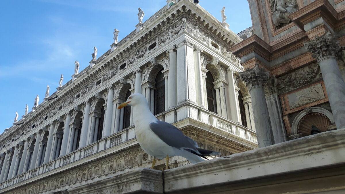 La nuova vita dei gabbiani a Venezia