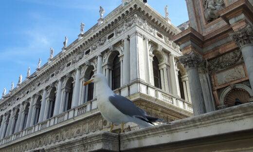 La nuova vita dei gabbiani a Venezia