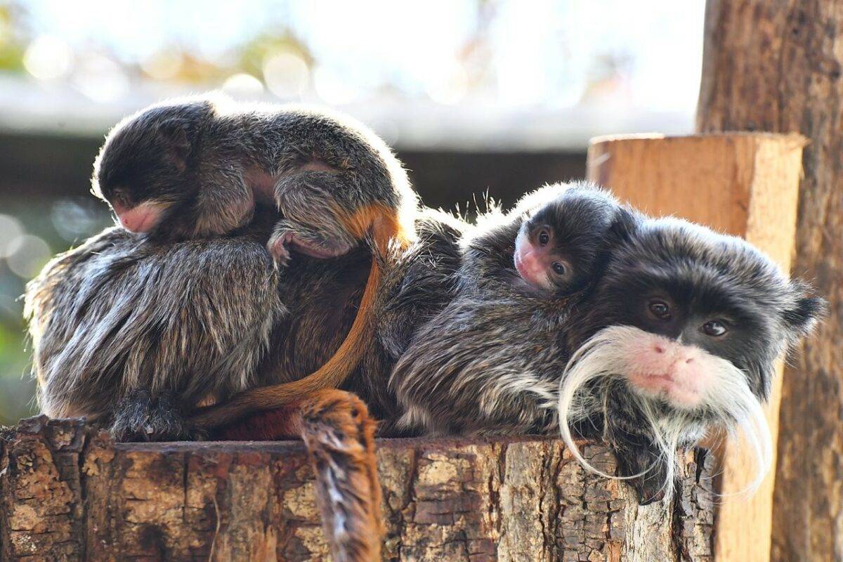 Nati al Bioparco di Roma due gemelli di Tamarino Imperatore