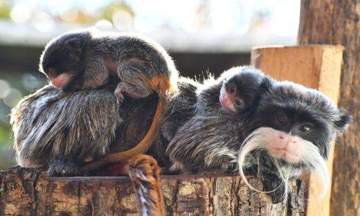 Nati al Bioparco di Roma due gemelli di Tamarino Imperatore