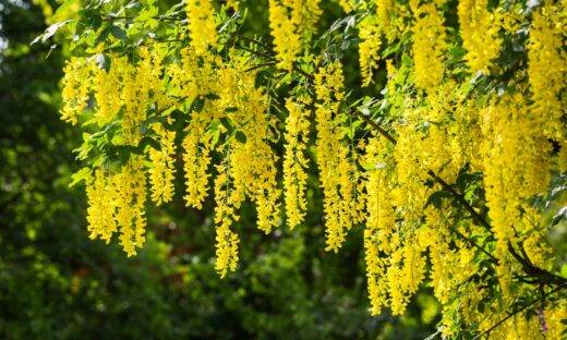 Una pianta spegne la voglia di fumare: bastano 5 giorni