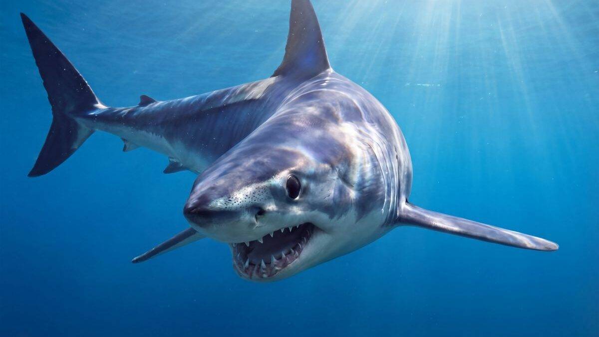 Squalo mako a Gallipoli, paura in mare: urta un’imbarcazione e semina il panico