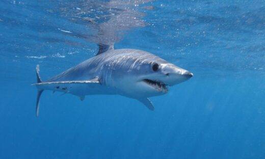 Squalo mako a Gallipoli, paura in mare: urta un’imbarcazione e semina il panico
